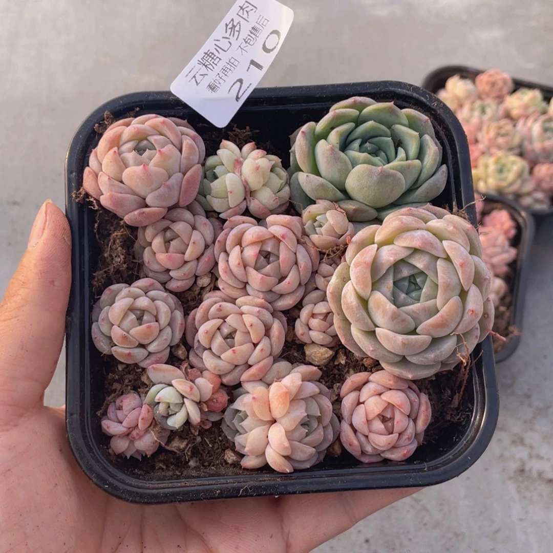 云糖心多肉植物210
