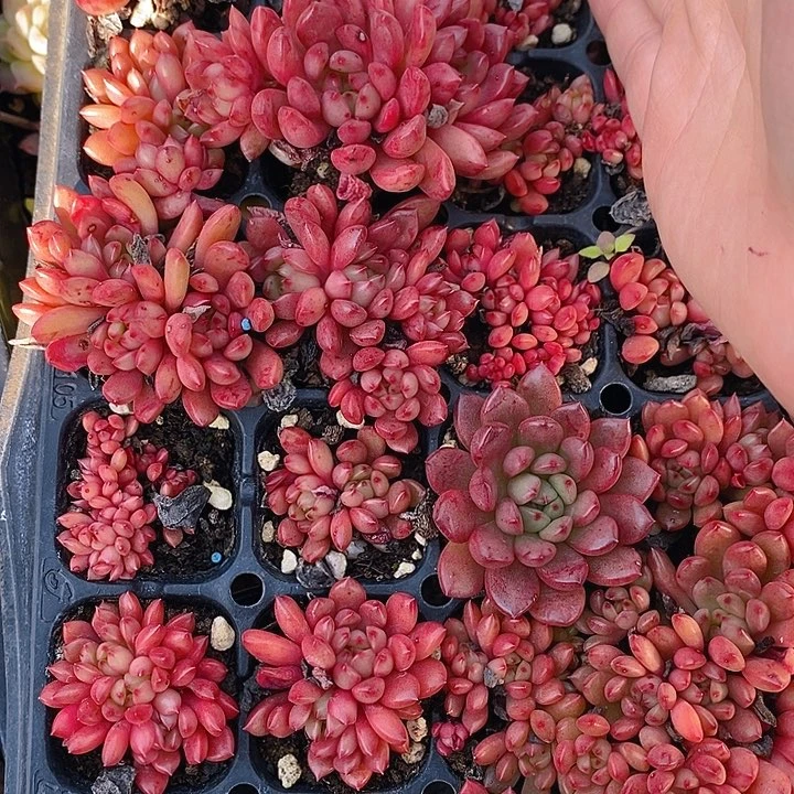 310 多肉植物盆栽花卉植物