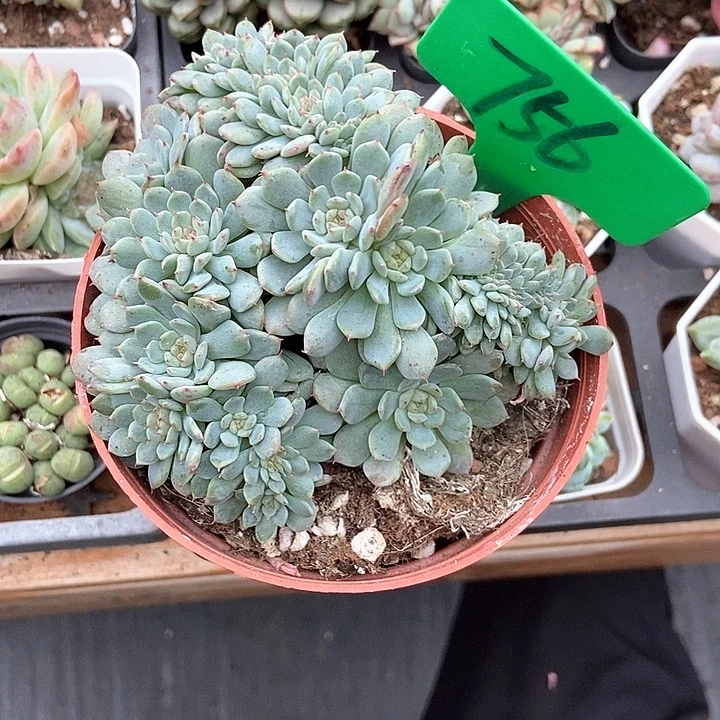 多肉植物白胖子缀756多肉