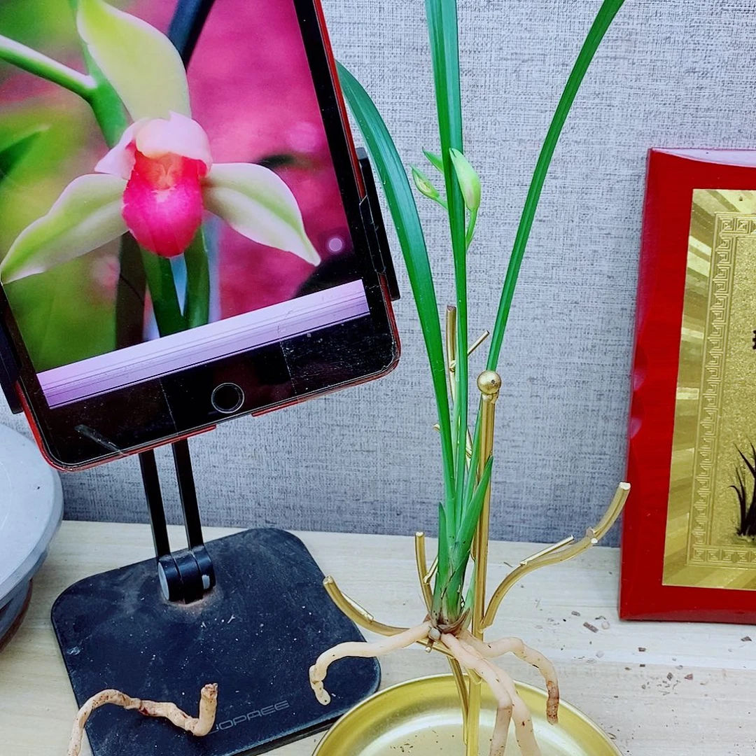 当前无花栽培后可以开花红