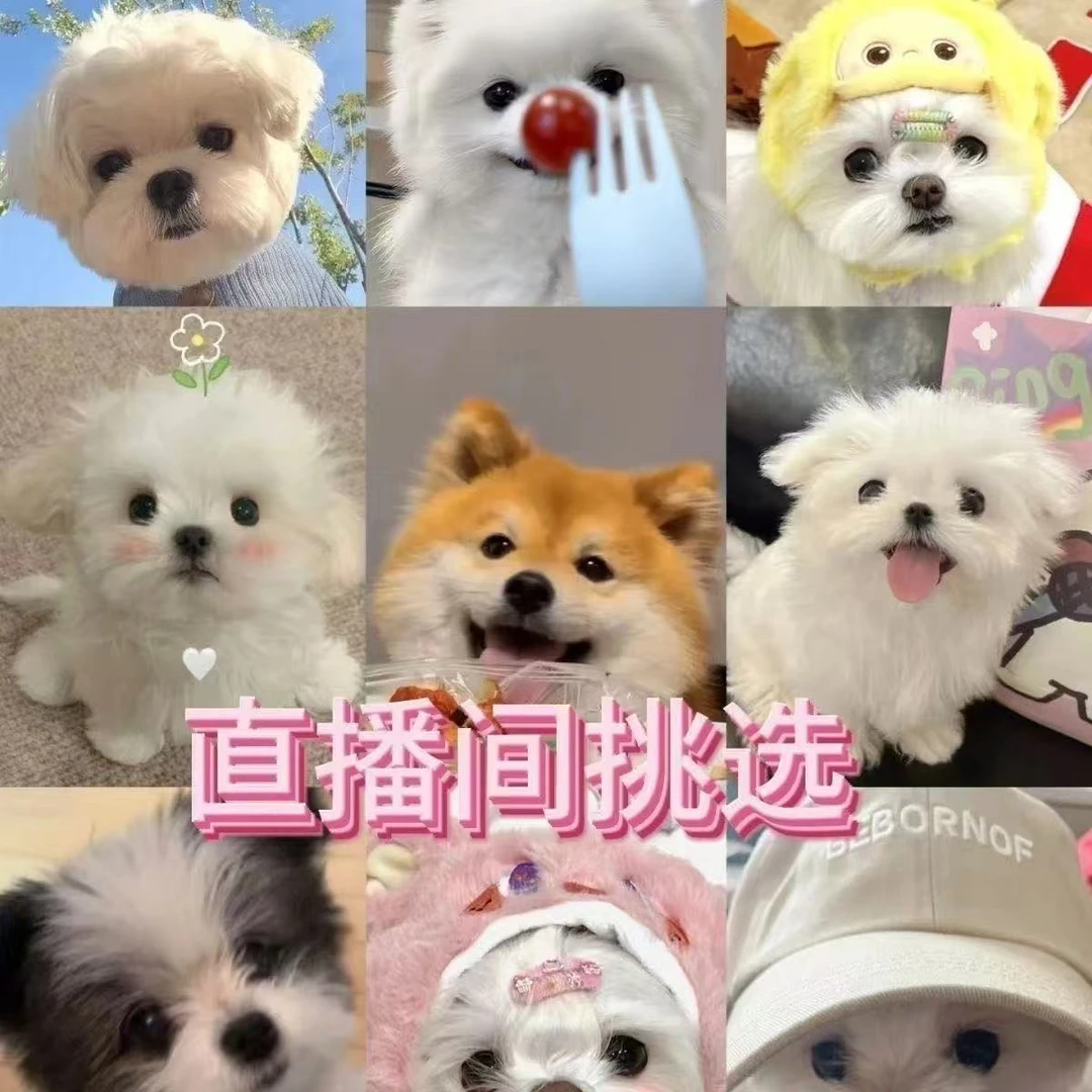 直播间挑选博美比熊泰迪柯基金毛拉布拉多边牧德牧巴哥活体幼犬
