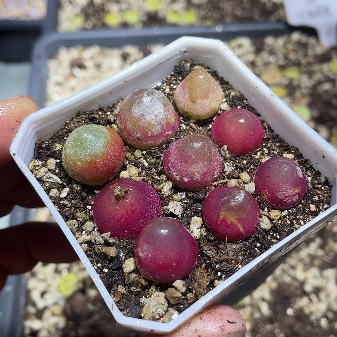 446当天凑满十八元包邮生石花