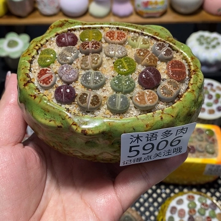 带盆土植物 一物一拍5906