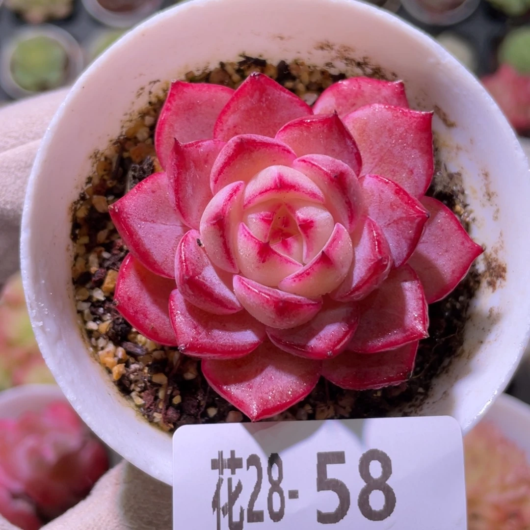 花利美28-58女王玫瑰