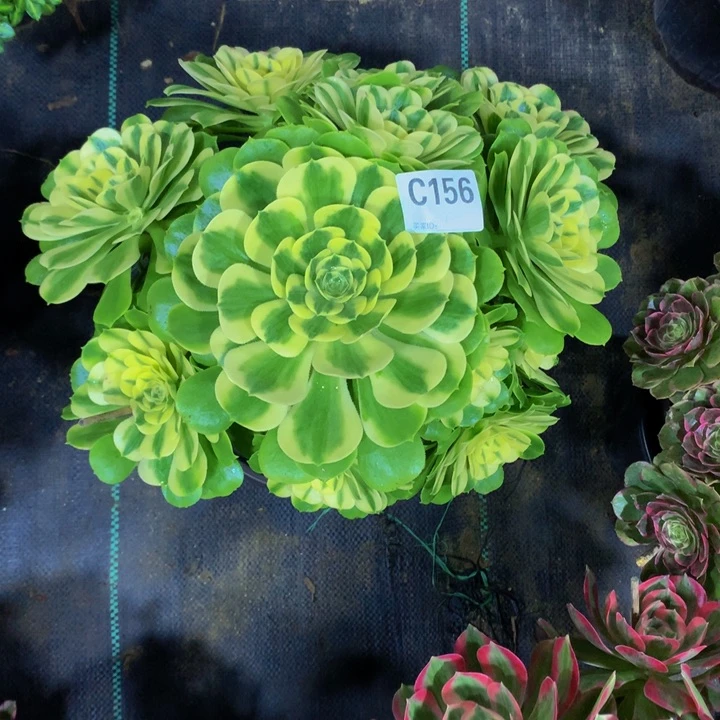 菊****）辛尼亚156 寄养