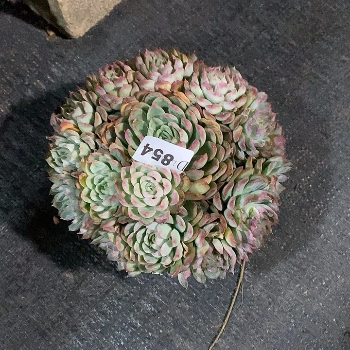 W***g854草莓冰多肉植物多肉