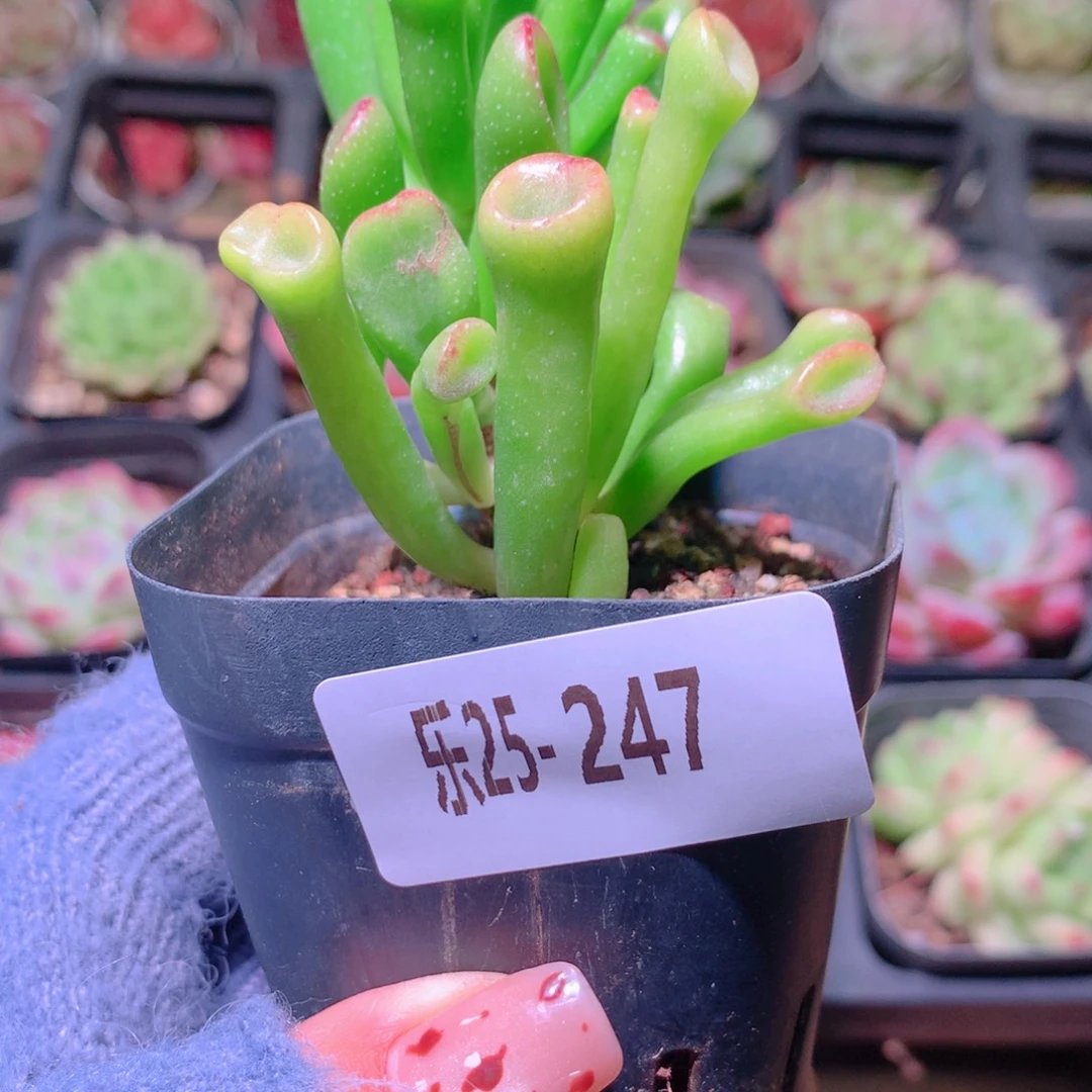 乐然25-247 吸财树