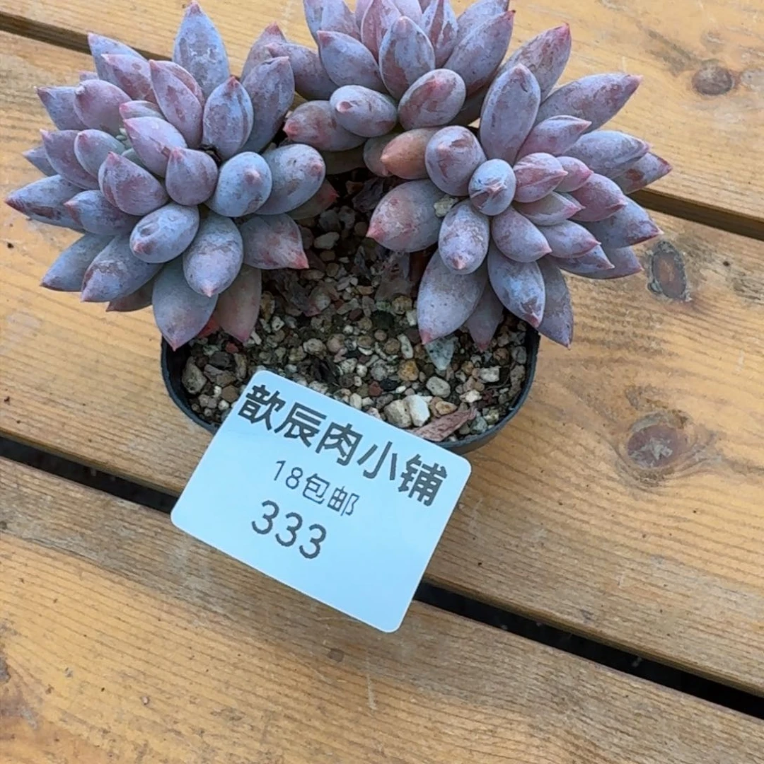 多肉植物所罗门三头333