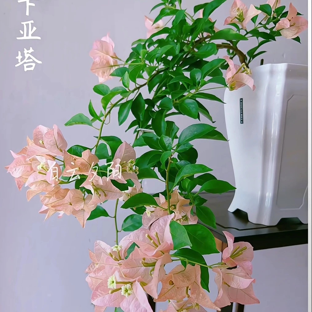 三角梅高飘勤花【无售后】69,99