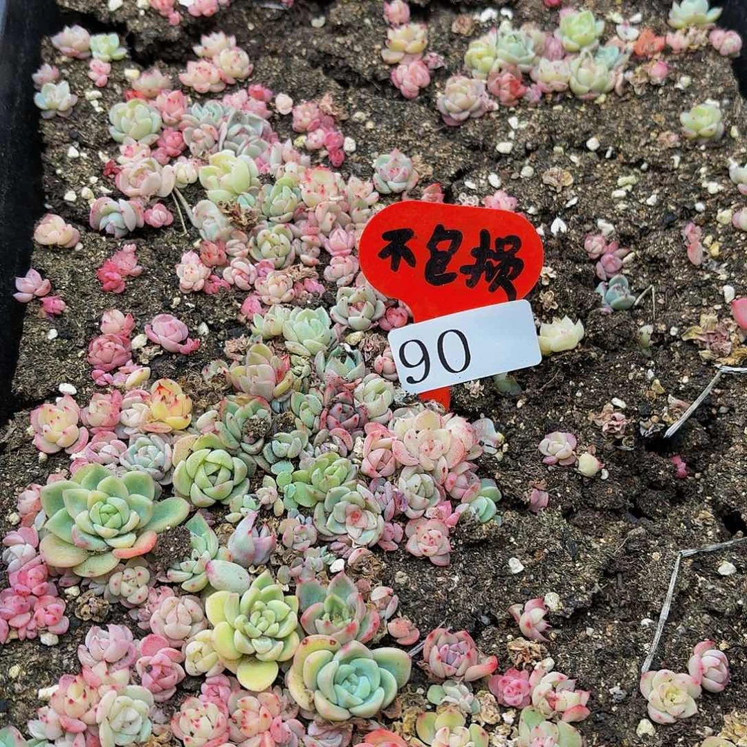 多肉植物多肉植物90