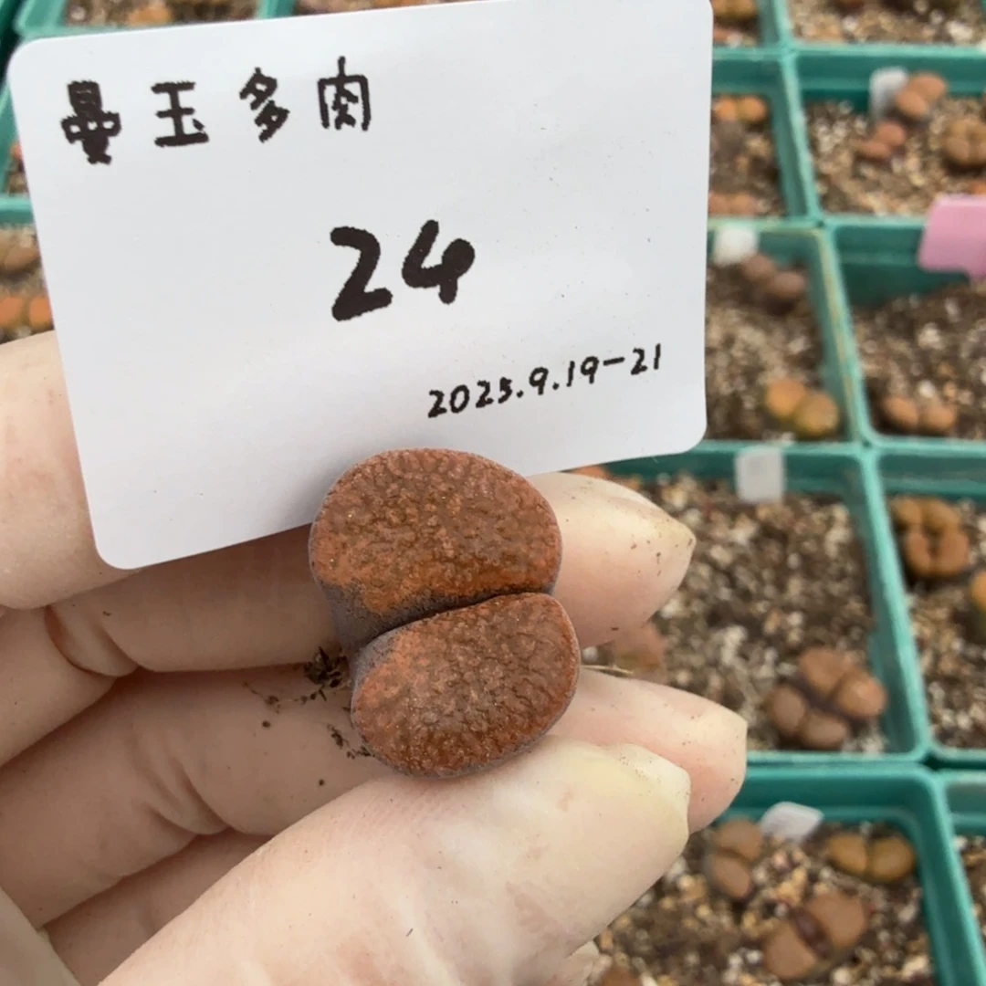 福****多肉多肉多肉9.19-024