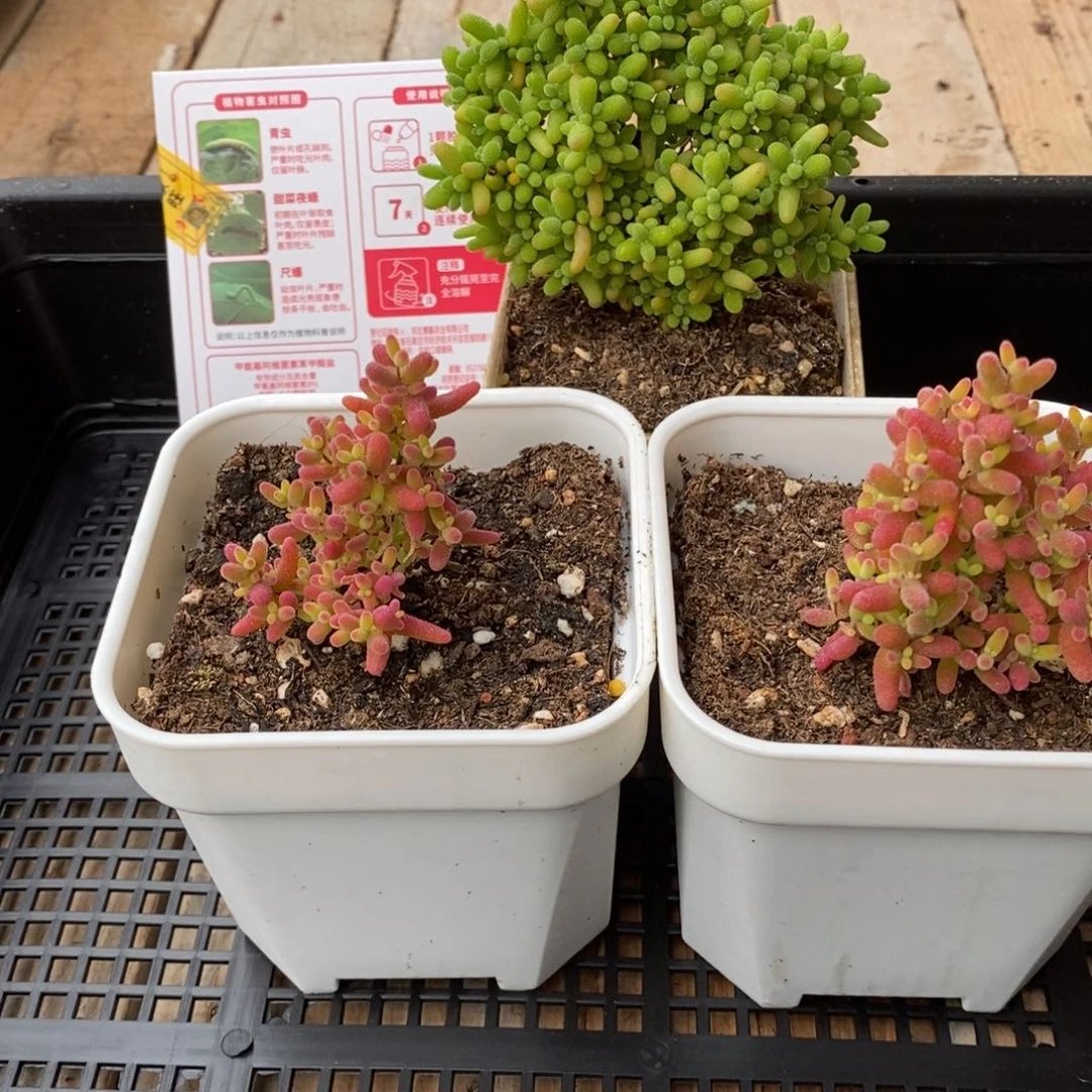 枝干番杏多肉植物395