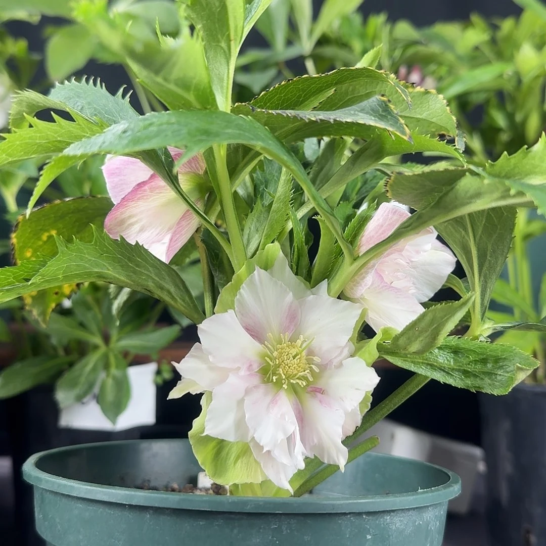 少量花朵（建议范围：2朵-5朵 或40%以下）066