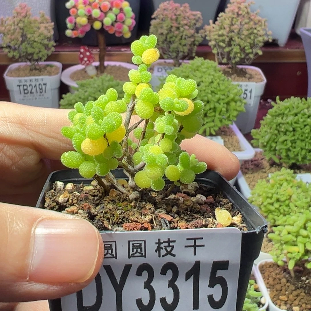 梓***秋3315金桔糖球一物一拍