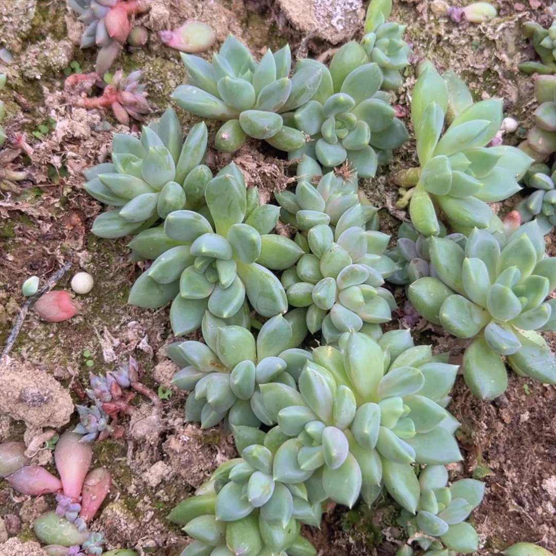 象牙叶片叶插种苗10个基地直发