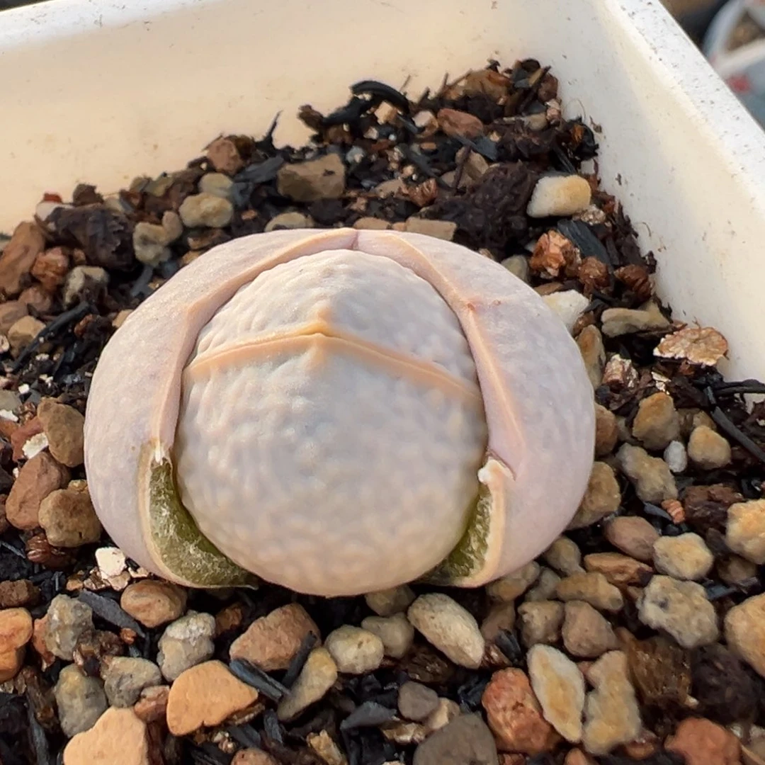 170多肉植物高尔夫