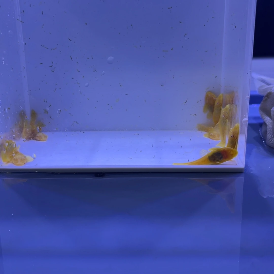 孔雀鱼胡子十条开箱视频报损