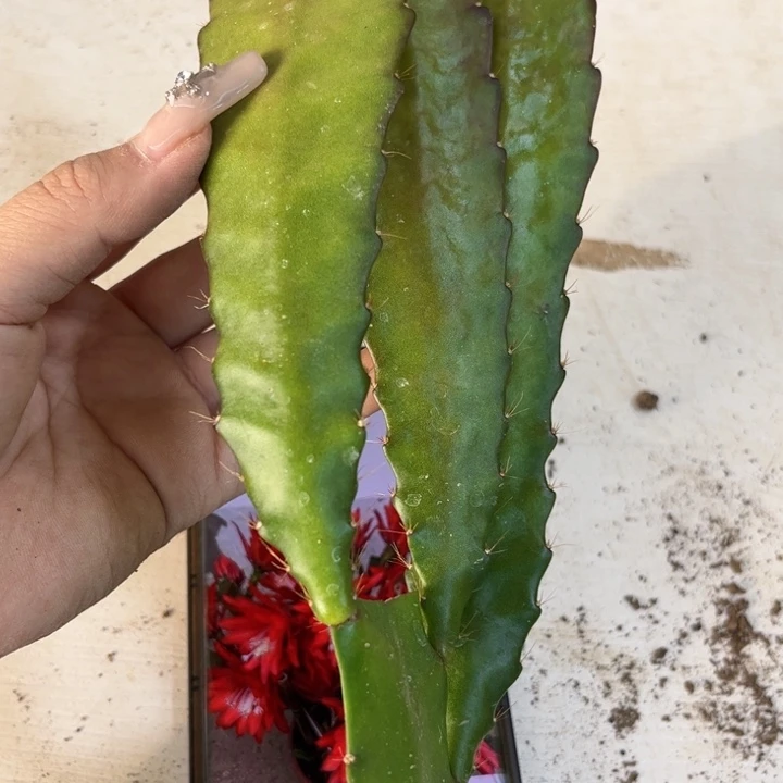 当前无花栽培后可以开花607