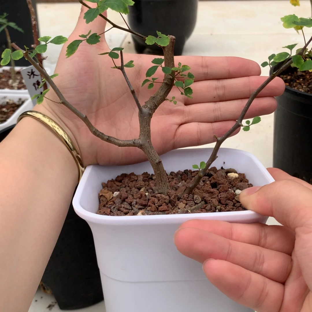 波叶没药带盆发货