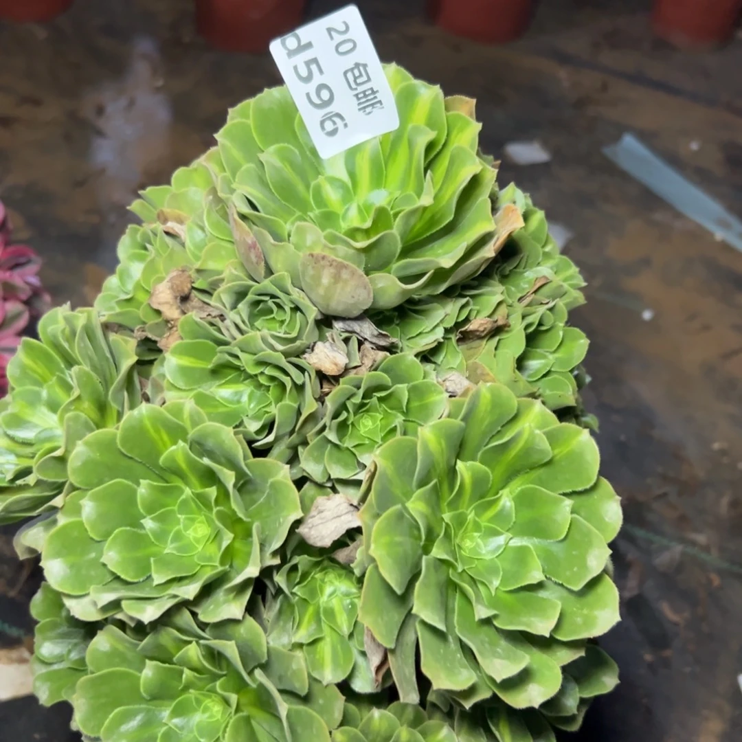 596翡翠琉璃，多肉法师