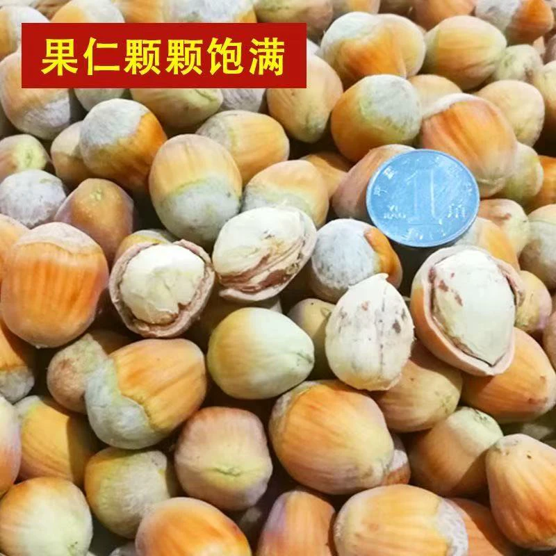 2025东北新鲜脱皮大榛子水仁生榛子非野生新货榛子（送夹子）