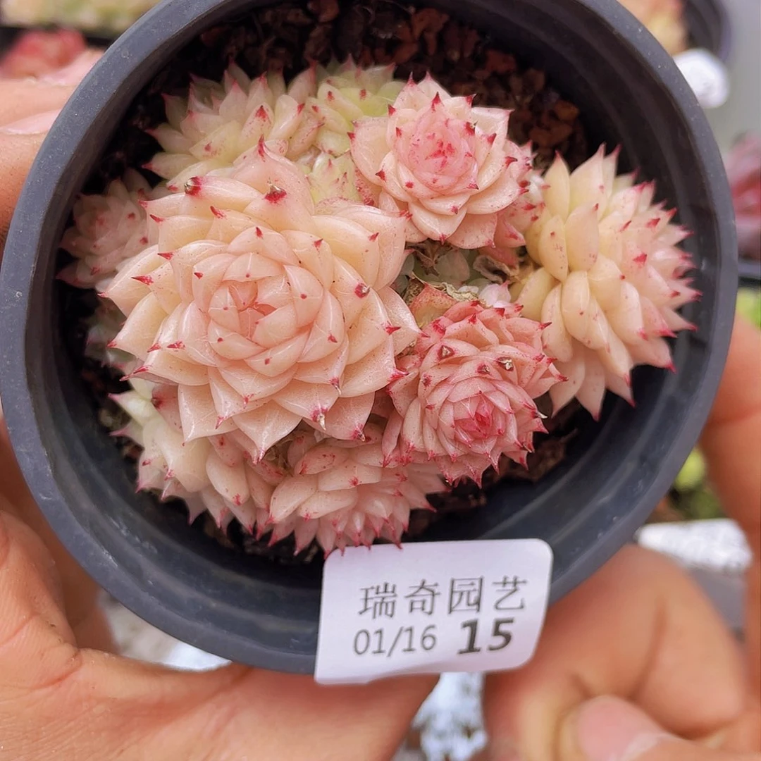 0000000000000015量拍