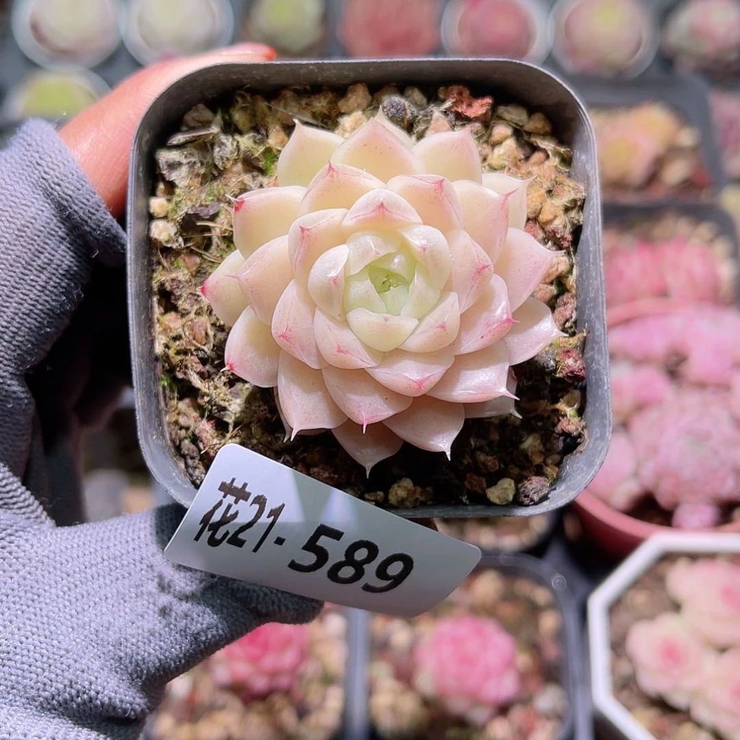 花21-589麦秆单头