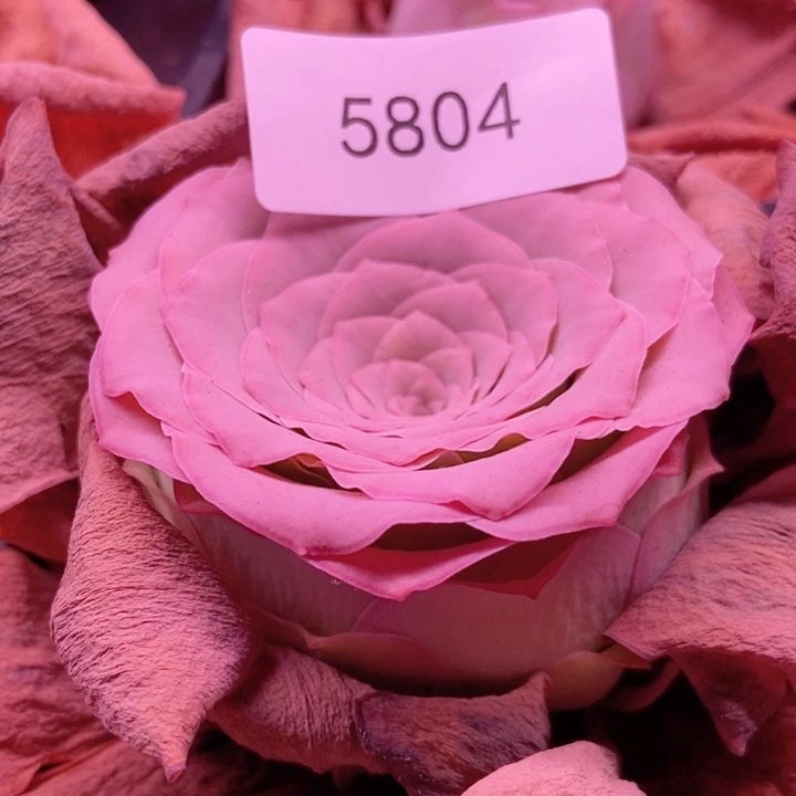 5804山地玫瑰花群