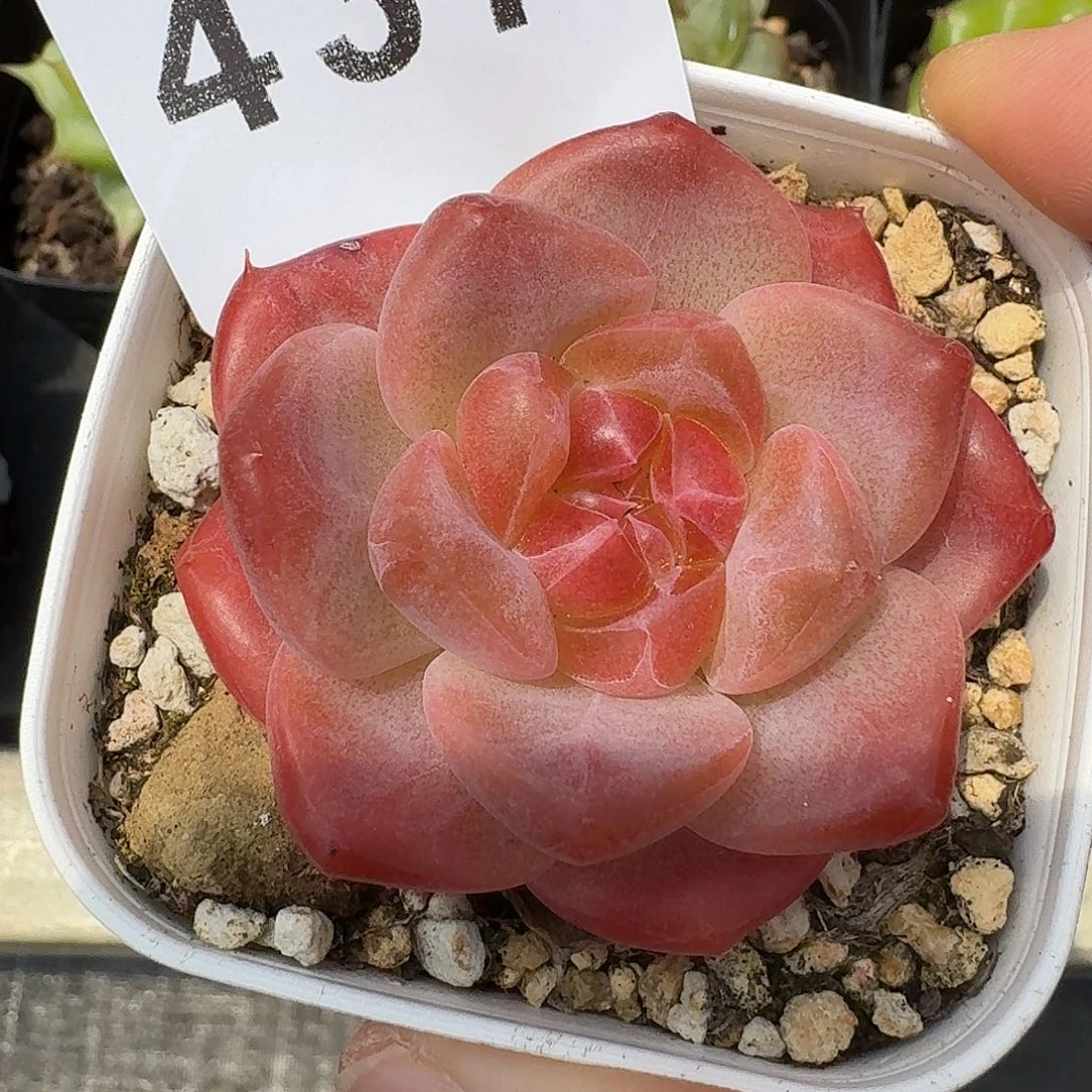 灯芯琥珀            精美多肉植物