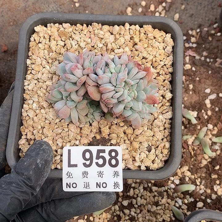 橙子缀化默认侧切