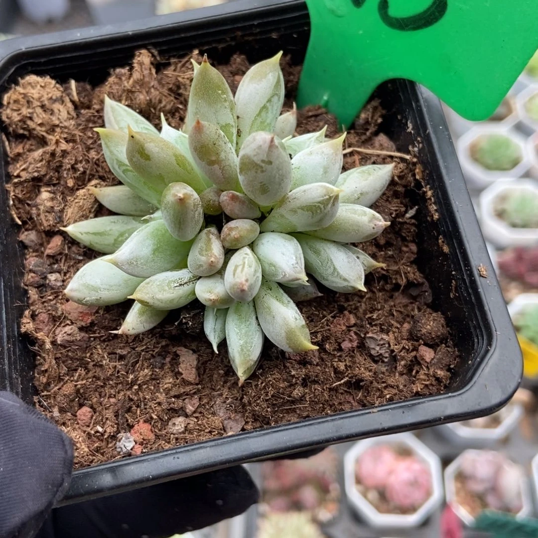 1915杜里万多肉植物