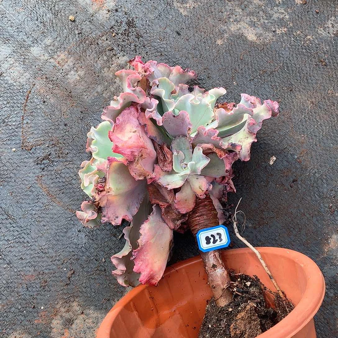 823高沙一物一拍多肉