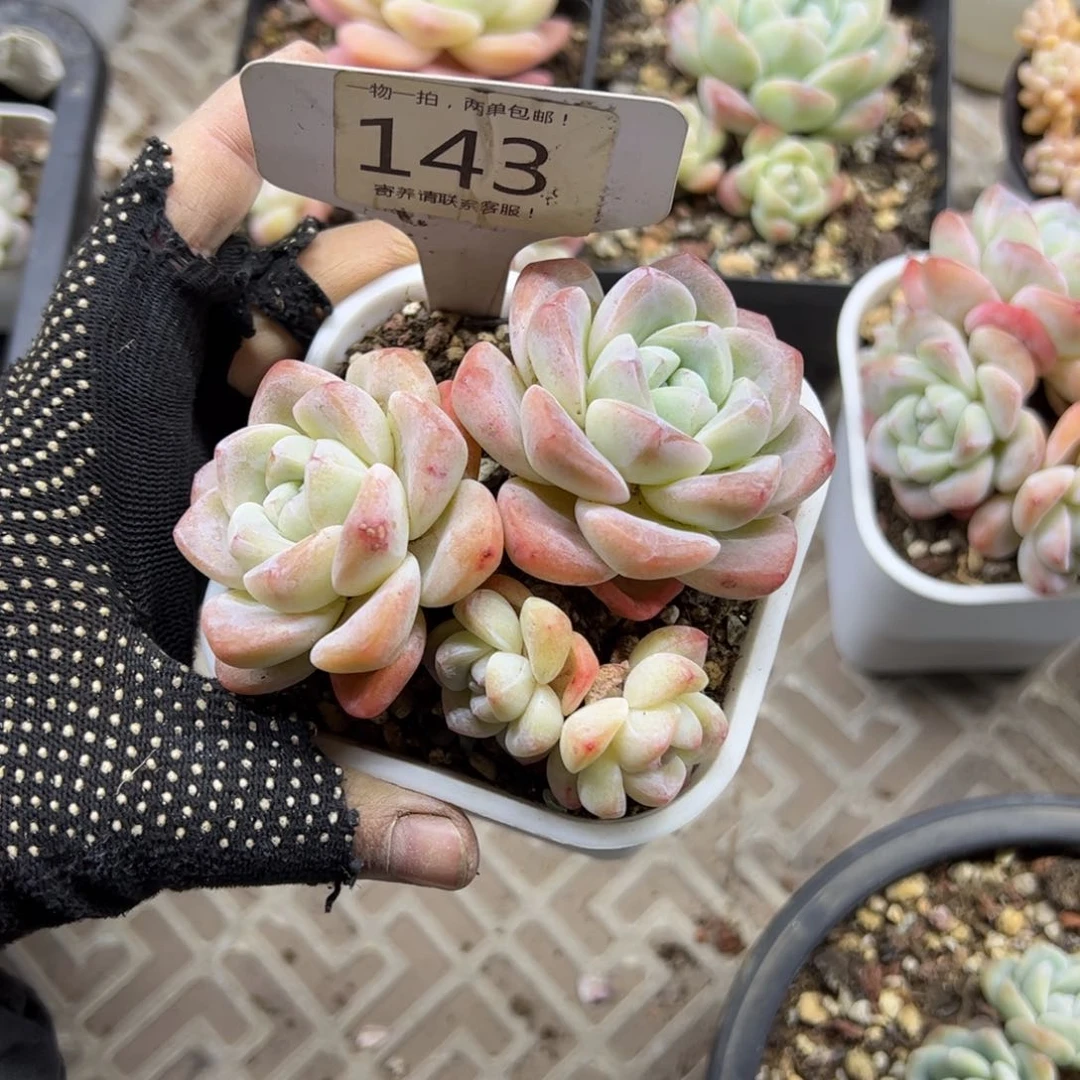 红陶雾*143号多肉植物