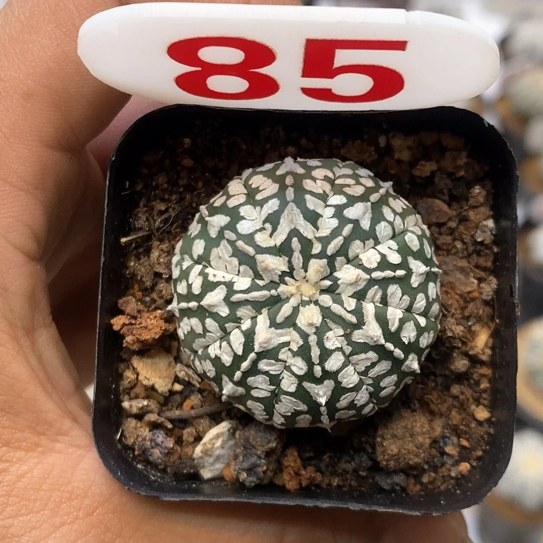 85福利特价来了哦耶