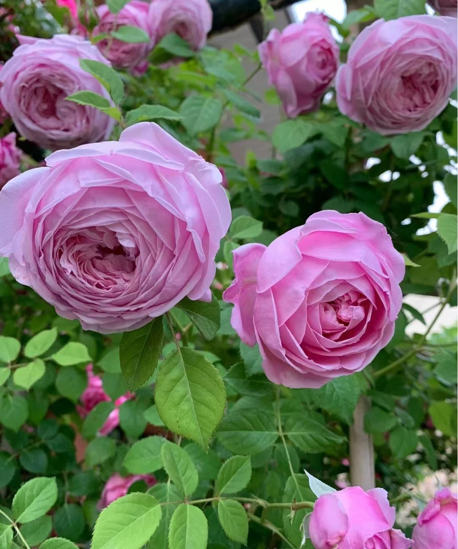 自由精神   爬藤蔷薇月季大花浓香型庭院阳台种植 四季开花