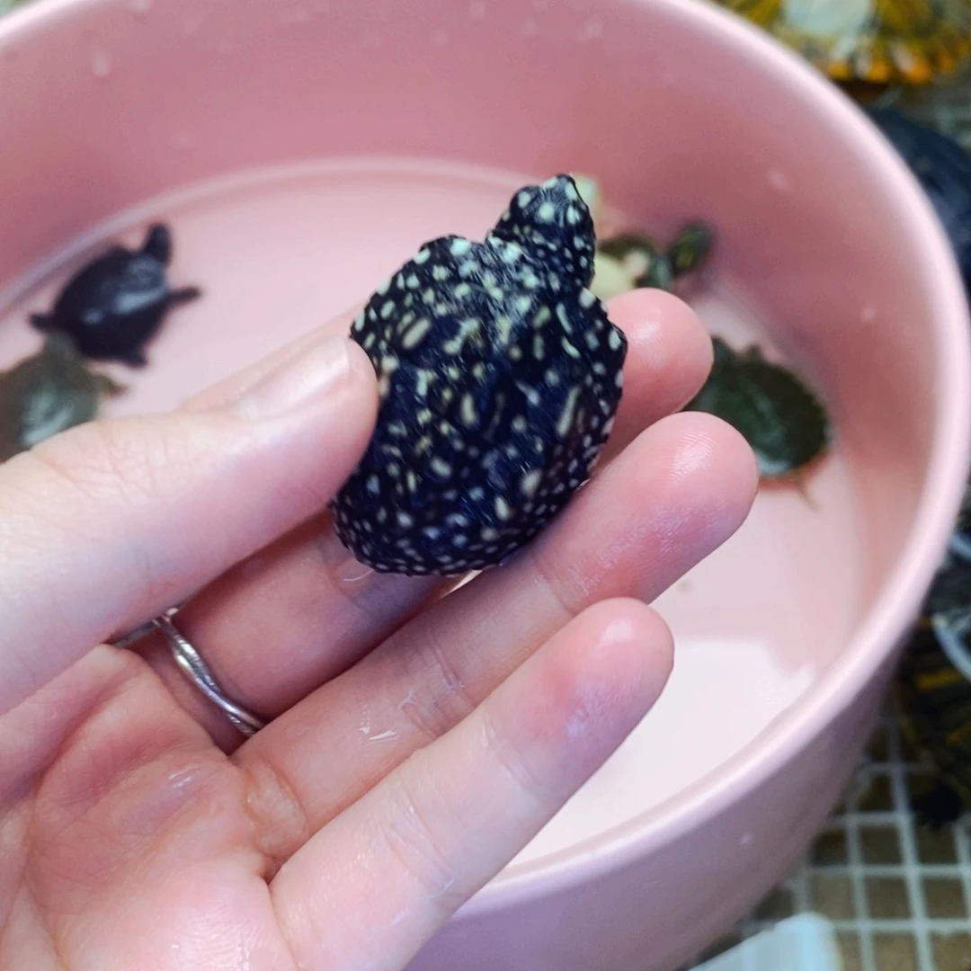 不分公母宠物龟斑点