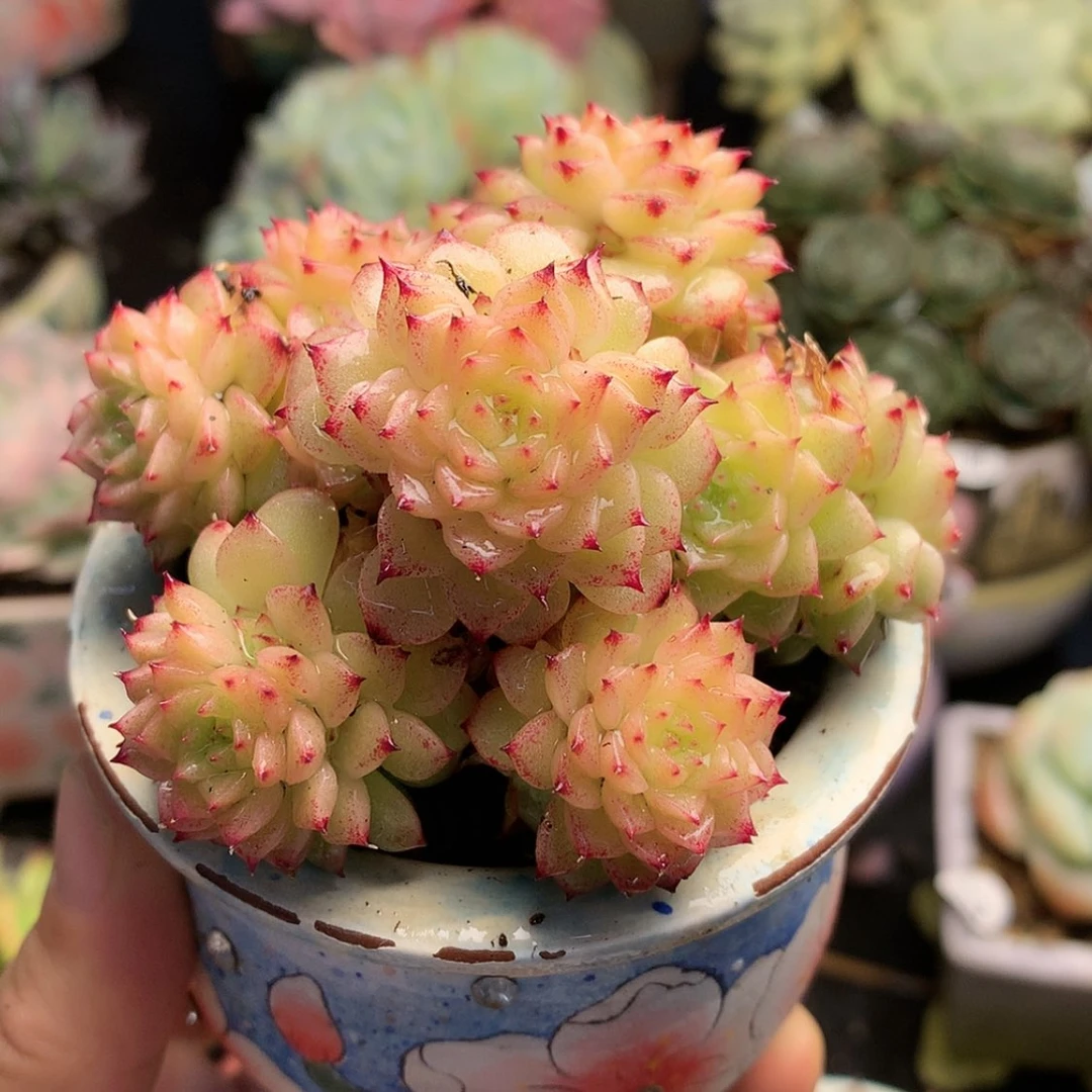 【闪购商品】糖麦秆