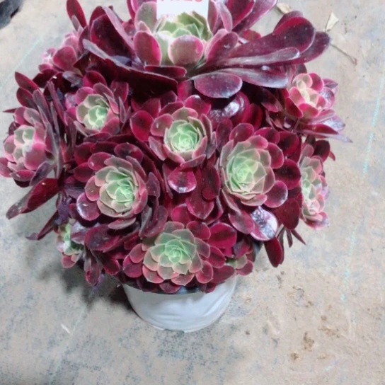 无花朵美杜莎法师823号