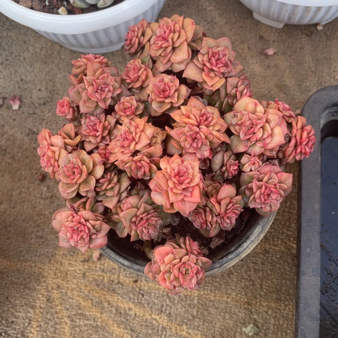 蜡牡丹冠幅15 公分一物一拍