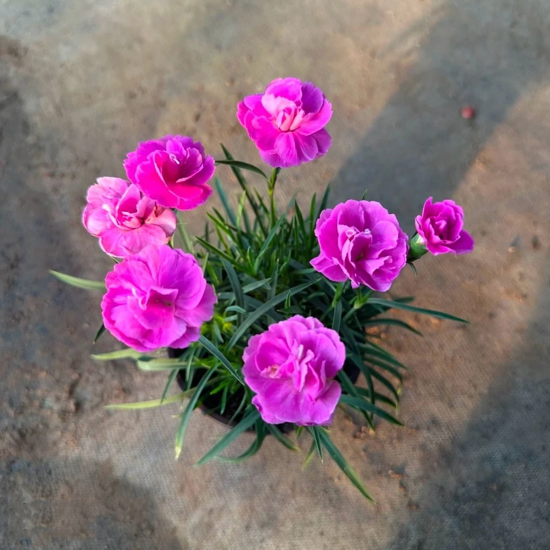 芳香欧重瓣石竹耐寒室内盆栽四季开花常绿盆栽植物庭院绿化多年生