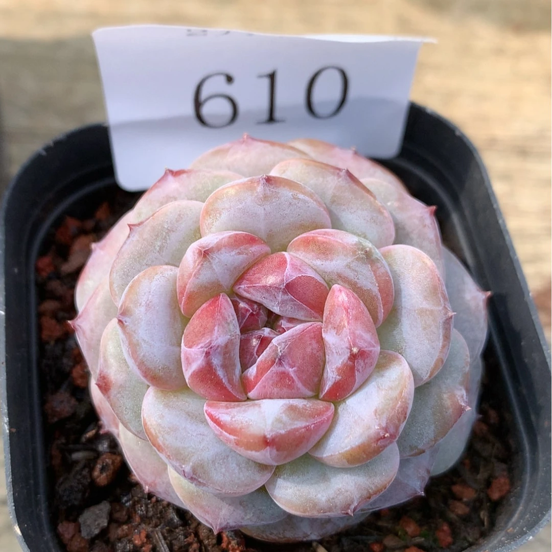 【闪购商品】云610号