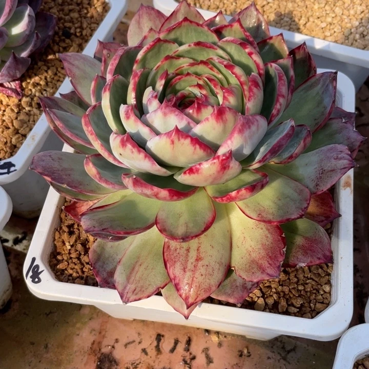 小***庄惊鸿仙子多肉植物18号小庄