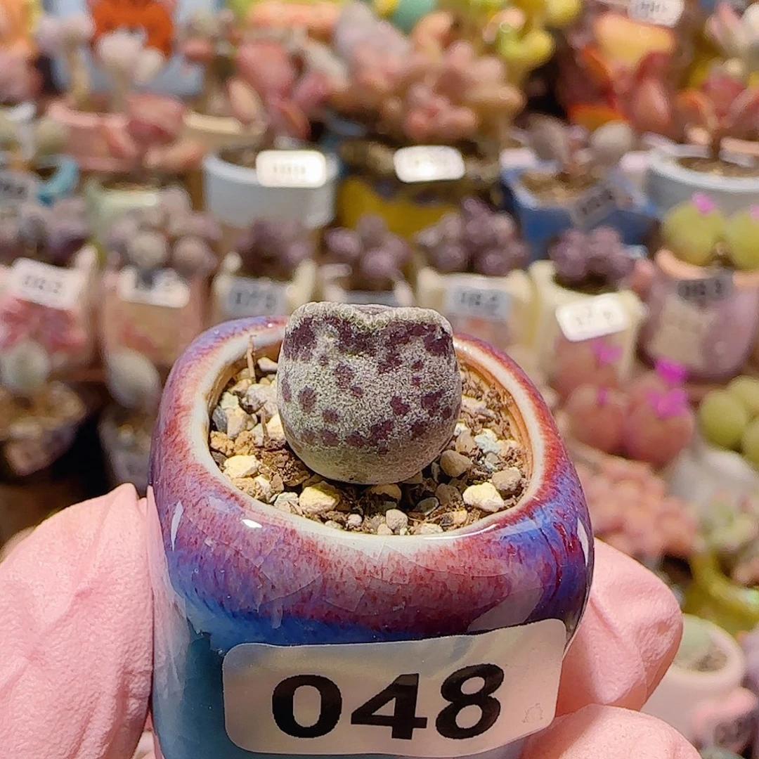 T可爱猫耳盆口2cm