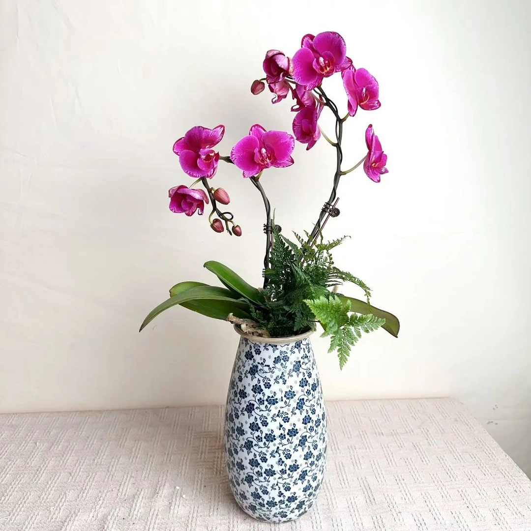 国华优选【光芒四射】欧品蝴蝶兰花卉高雅高级艺术盆栽组盆系列