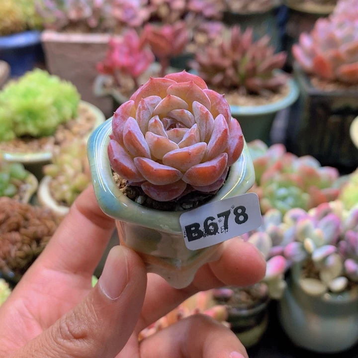 一物一拍含盆土满38包邮B678