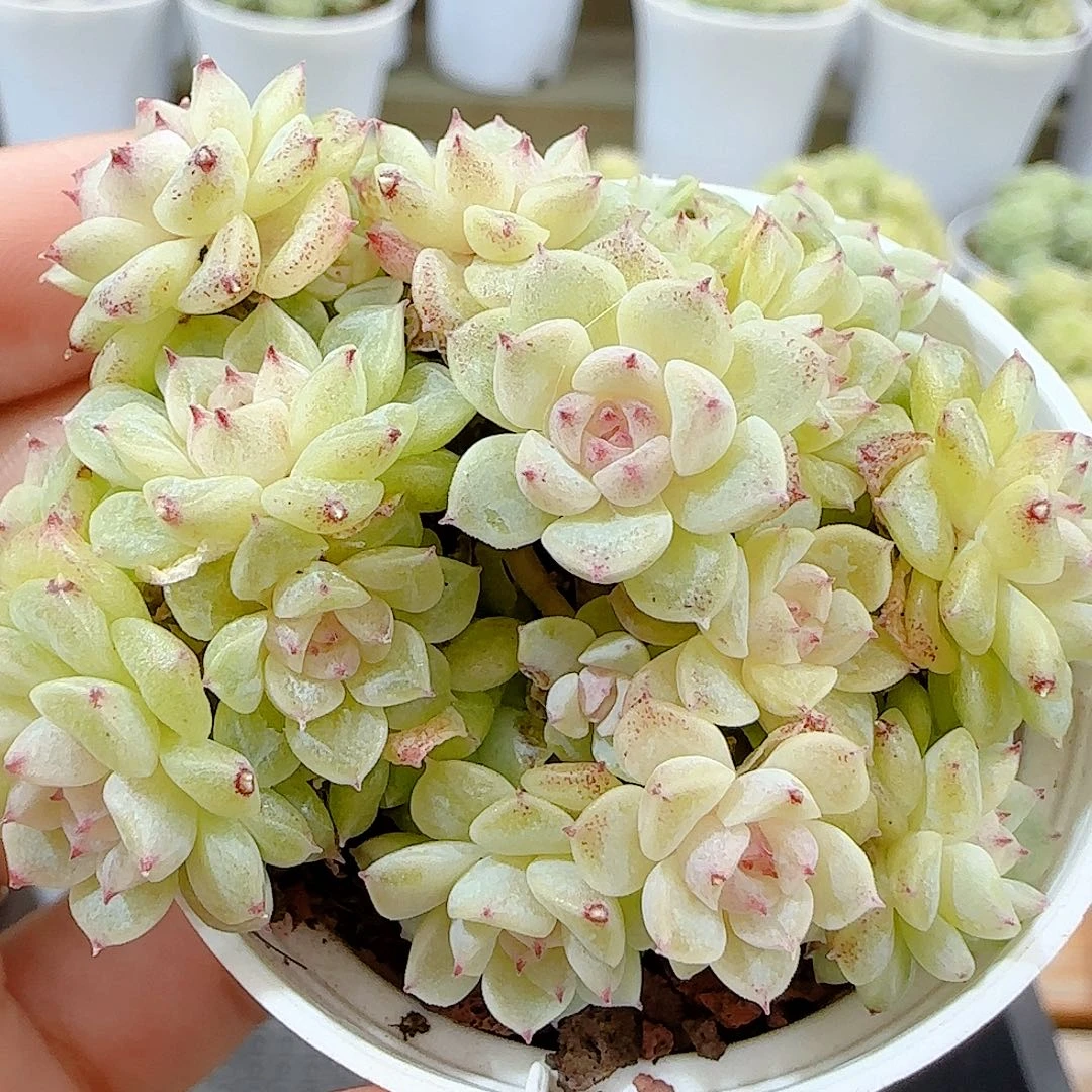 1027-6开播福利不包整