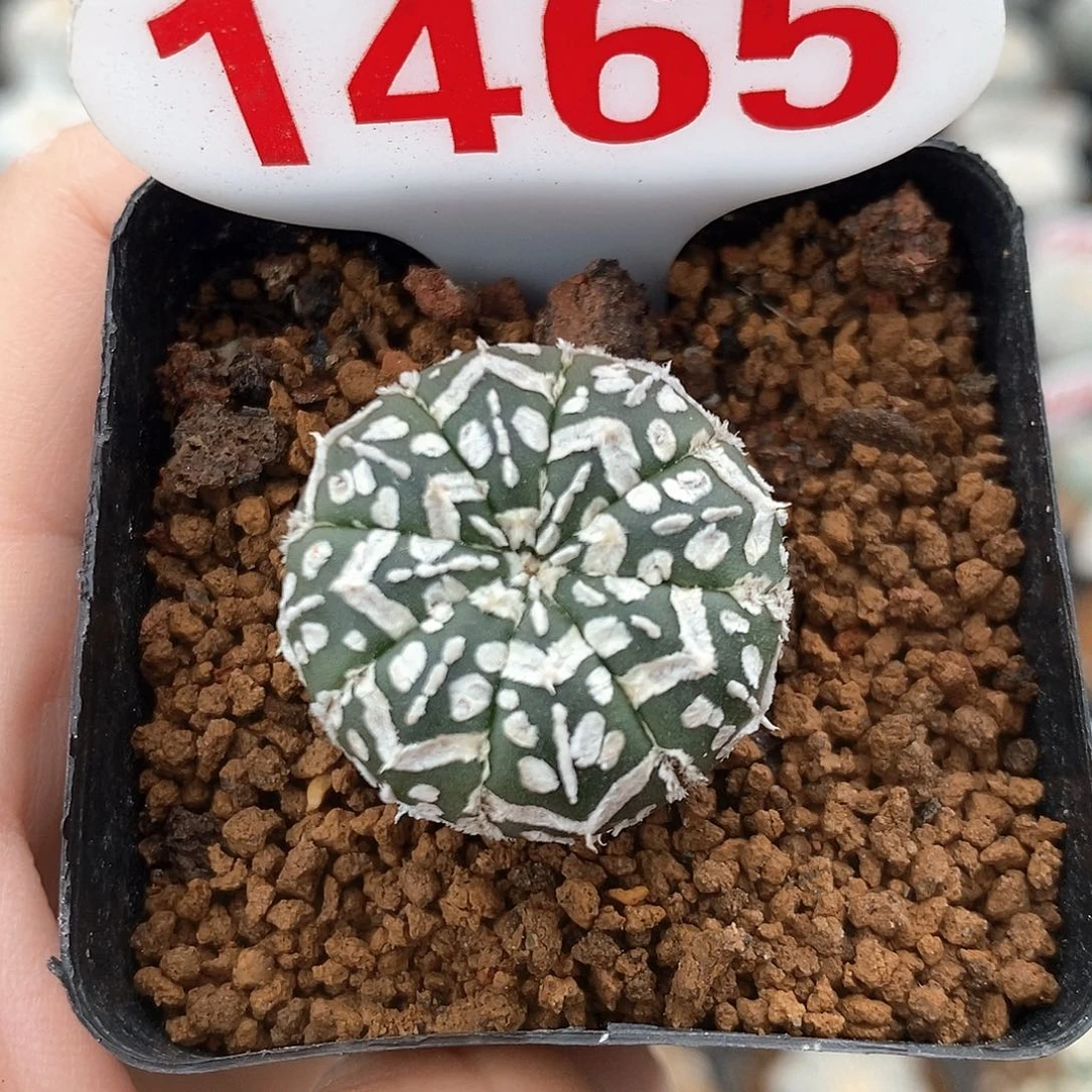 1465v兜系列福利来啦