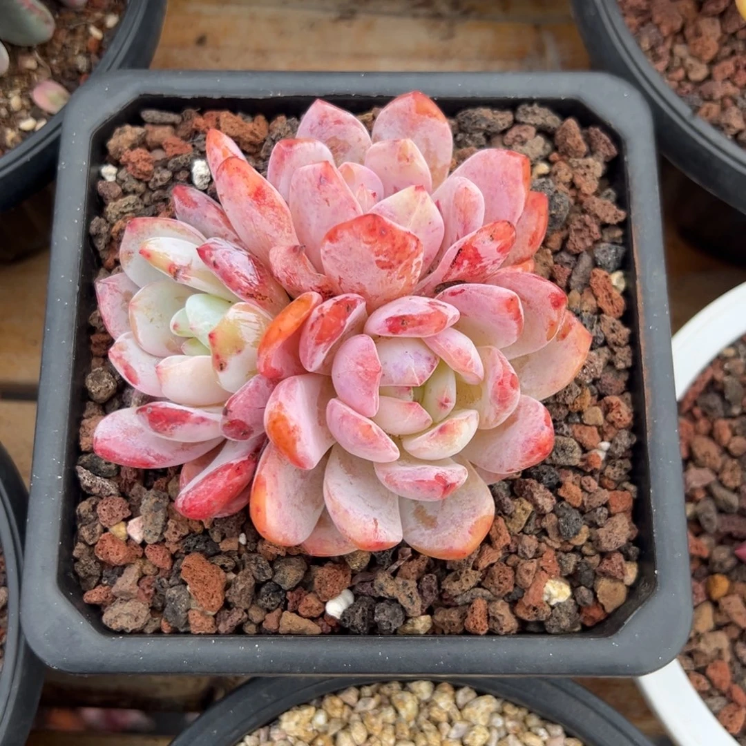 多肉三头橙子【非偏远地区满18包邮】