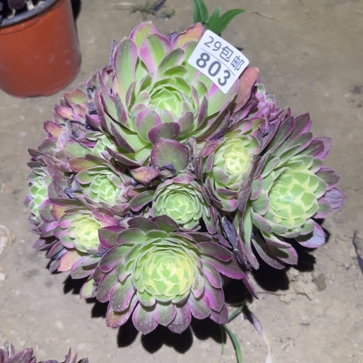 海王……多肉植物的