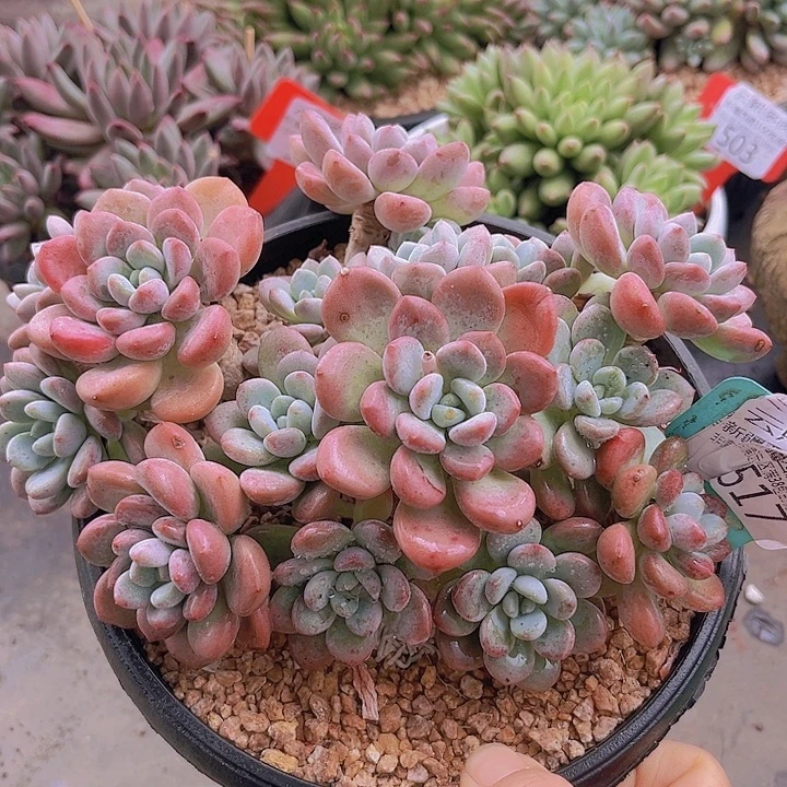 517白鹭。